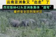 42头亚洲象“集体遛弯” 当晚“回家”.